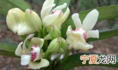 朱兰怎么养