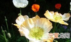 虞美人花怎么种植 虞美人花怎么养