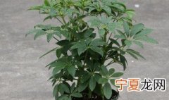 发财树怎么养才茂盛 招财树怎么养