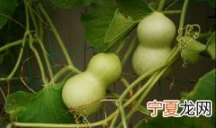 吃不完的葫芦怎么保存时间长 吃不完的葫芦怎么保存
