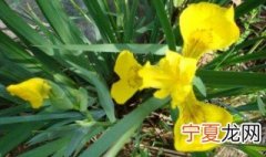 黄菖蒲养殖方法和注意事项 黄菖蒲怎么养