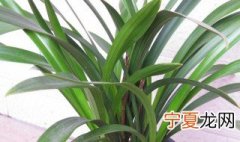 家养铁兰花怎么养 家养铁兰花怎么养活