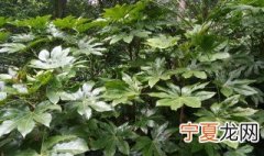 八角金盘怎么养 八角金盘怎么养护