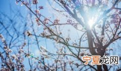 正确养梅花方法视频 正确养梅花方法