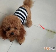 开车撞死狗是什么预兆 开车撞死狗有什么忌讳吗