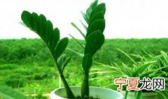 属龙适合养什么植物 属龙适合养哪些植物