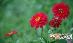 百日草的种类有哪些 百日草的种类有哪些呢