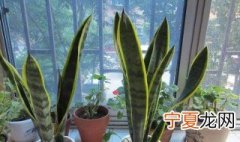 虎皮兰刚换土能浇水吗视频 虎皮兰刚换土能浇水吗
