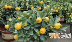 家庭金桔盆栽开花怎么授粉 家庭金桔盆栽开花怎么授粉视频