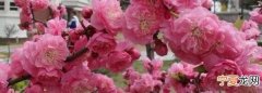 花长蜘蛛网怎么回事，月季花叶子有白网怎么回事