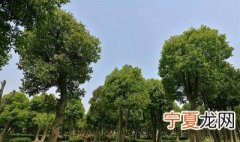 香樟树驱蚊方法有哪些 香樟树驱蚊方法