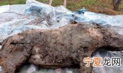披毛犀是什么东西 披毛犀介绍