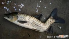 电过的鱼有什么影响 电过的鱼会怎么样