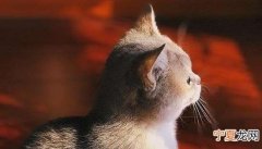 猫睁眼睡觉是什么原因，小猫只睁开了一只眼怎么回事