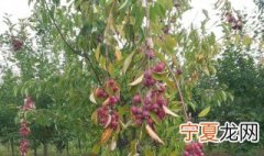 楸子树是什么树 楸子树是什么树的果实
