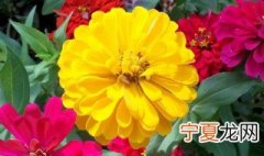 百日草怎么养 百日草怎么养护