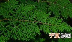 卷柏怎么养 小叶卷柏怎么养