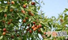枣树的养殖方法 枣树的养殖方法和注意事项
