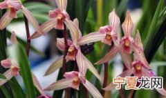 兰草和兰花的区别 兰草和兰花的区别是什么