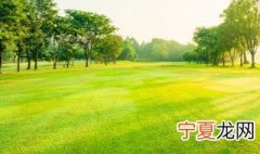 草坪种子怎么种植方法,视频 草坪种子怎么种