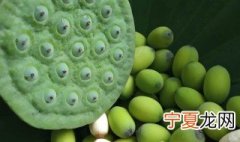 新鲜的莲子怎么种出来的 新鲜的莲子怎么种