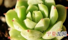 静夜怎么养 静夜的养殖方法和注意事项