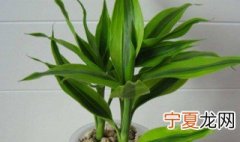 富贵竹过不了冬吗? 富贵竹怎么过冬不死