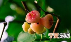 洋蒲桃和蒲桃的区别是什么 洋蒲桃和蒲桃的区别