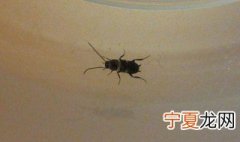 黑菌虫怎么消灭 黑菌虫如何消灭