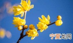 腊梅花花语 腊梅花花语解析