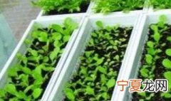 阳台种菜方法大全 阳台种菜方法大全图片