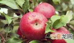 苹果怎样保存时间长 怎么保存苹果时间长
