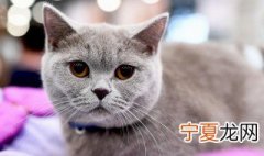 猫为什么喜欢乱动的东西 猫咪为什么喜欢会动的东西