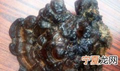 灵芝如何保存 灵芝的保存方法