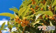 新鲜桂花如何保存 怎么保存好桂花