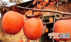 柿子如何长时间保存 柿子长时间保存方法介绍