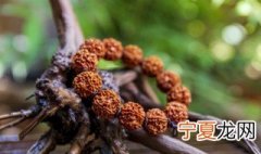 金刚菩提子开裂后怎么处理 金刚菩提子开裂怎么办
