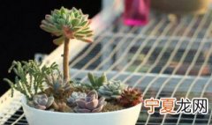 多肉植物怎么种 多肉植物怎么养