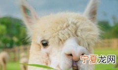 羊绒棉是一种什么材料 羊绒棉的材料介绍