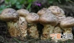 松茸种植技术方法 关于松茸种植技术的方法