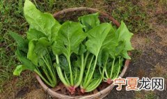 为什么菠菜要焯水 为什么菠菜要焯水再吃,化学依据是什么