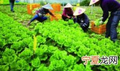蔬菜的保暖方法 蔬菜如何防寒保暖