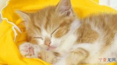 怎么才能让猫屈服，为什么半夜睡觉猫咪会打扰你