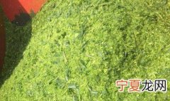 养羊如何做青储饲料 青储饲料简易制作方法分享