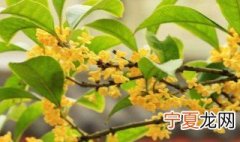 桂花怎么扦插 桂花的扦插方法