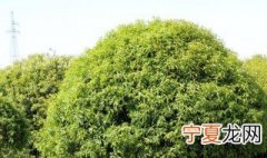 桂花泡茶禁忌 桂花泡茶禁忌是什么