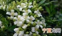 食用千里香花种植方法及养护注意事项 食用千里香花种植方法分享