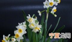 水仙花只长叶子不开花的原因 水仙花长叶子不长花
