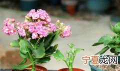 刚种的长寿花要浇水吗 新买的长寿花要浇水吗