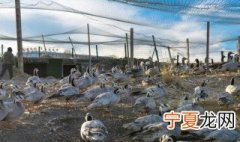 管理鸭舍方法 怎么管理鸭舍